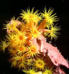 'NIGHT BLOOMING CORAL' Tubastrae; seen relatively often h... by Rick Tegeler 